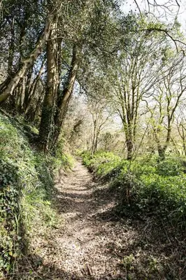 a dirt path in a wooded area with trees at Cosy Couples Getaway - The Nook, set in 6 acres of private grounds in Truro