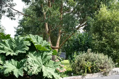 a garden with a tree and some plants at Little Willow in Saint Columb Major