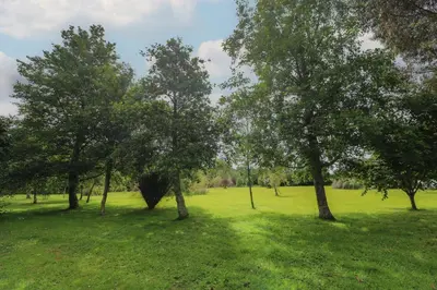 a group of trees in a field with green grass at Little Willow in Saint Columb Major