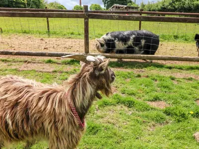 a goat standing in a field next to a cow at Connie's Cottage in Helston