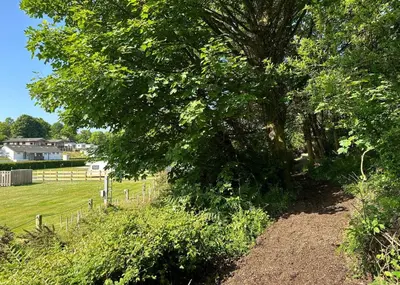a tree in a field next to a fence at Calloose Holiday Park in Hayle