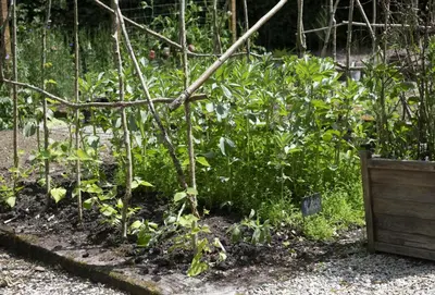 a garden with a bunch of green plants at The Watermill in Bodmin