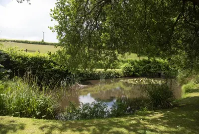a pond in the middle of a field with a tree at The Watermill in Bodmin
