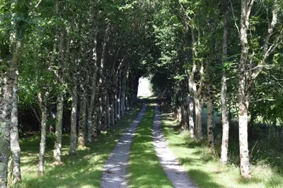 a dirt road through a row of trees at The Old Wood Store in Helston