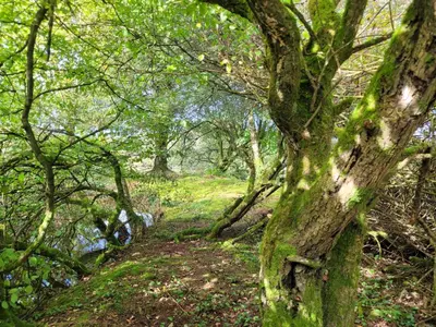a tree with green moss on it next to a river at Tylda Tents at Tregonetha Lake - 5m Luxury Bell Tent 