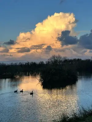 three ducks swimming in a lake at sunset at Tylda Tents at Tregonetha Lake - 5m Luxury Bell Tent 