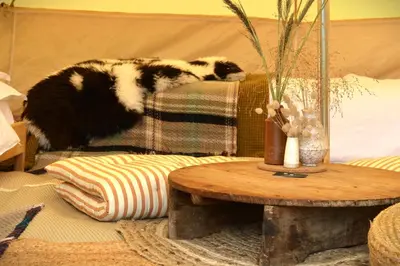 a black and white cat sleeping on a couch at Tylda Tents at Heydaze Campsite - 5m Luxury Bell Tent 