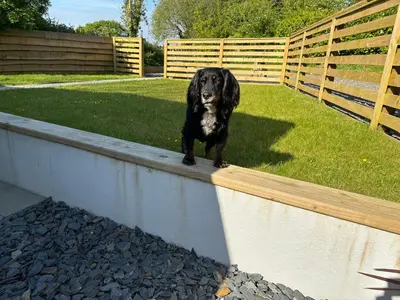 a black dog standing on top of a wall at The Stables at Hustyn Gate in Wadebridge
