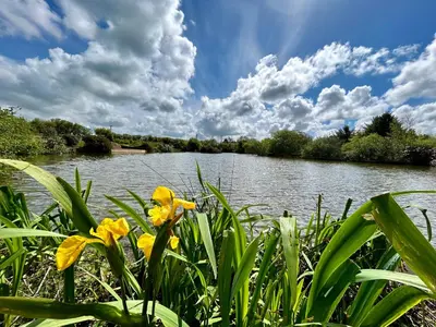 a view of a river with yellow flowers in the foreground at Lakeside Glamping Kingfisher in Saint Columb Major