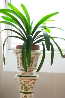 a plant in a vase sitting on a table at Wellington House Boutique Holiday Let in Falmouth