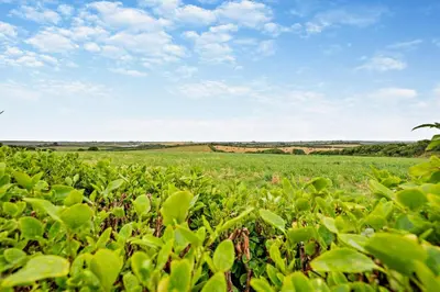 a field of green plants with a blue sky at 2 Bed in St. Merryn oc-w29716 in St Merryn