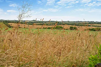 a field of tall grass with animals in the background at 2 Bed in Padstow oc-w3658 in St Merryn