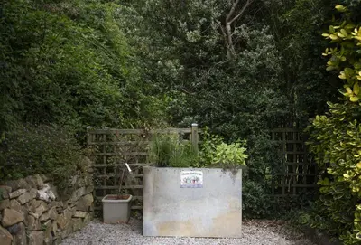 a garden with a rusty barrel with plants in it at The Corner Cottage in Camborne