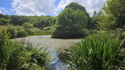 a garden with a pond and some grass and trees at Roseland Valley Retreat in Tregoney