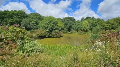 a pond in the middle of a field with trees at Roseland Valley Retreat in Tregoney
