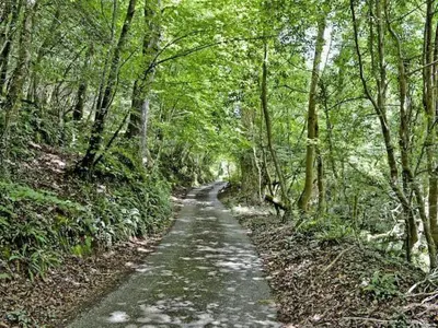 a path through a wooded area with trees at Cobble by Together Travel - Luxury Cornish Countryside Retreat in Bodmin