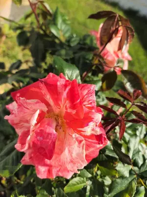 a pink flower sitting on top of a bush at Cosy house on a quiet estate in Truro in Truro
