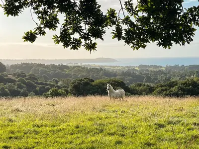 a sheep standing on top of a grassy hill at Furnished Bell Tent 1 in St Austell