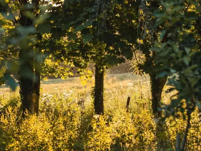 a field of tall grass with trees in the background at Stargazer in Truro