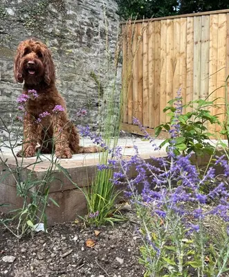 a brown dog sitting on a step in a garden at 3 Bed in Fowey oc-p29280 in Fowey