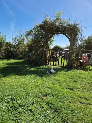 a stuffed animal sitting in the grass next to a gate at Puddle Duck Peeps Out Chalet in Saint Martin