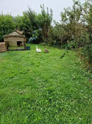 two birds sitting in the grass in a field at Puddle Duck Peeps Out Chalet in Saint Martin
