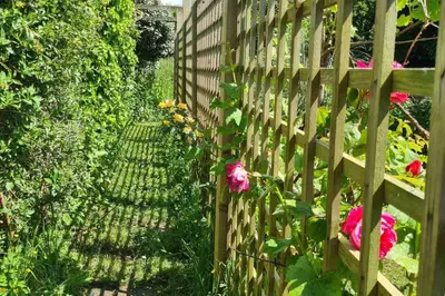 a wooden fence with pink flowers in a garden at The Light House in Gwithian