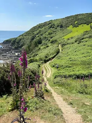 a dirt path on a hill with purple flowers at Chy Pyscador in Looe