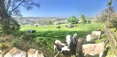 a herd of cows grazing in a field at Stunning getaway in Wadebridge, Cornwall in Wadebridge