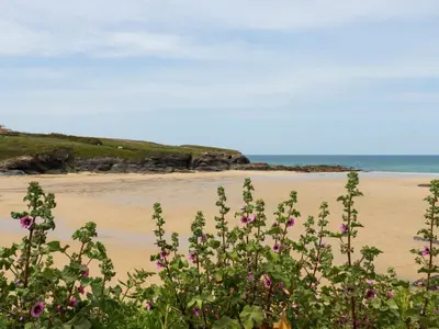a beach with pink flowers in the foreground at Gwanda in Padstow