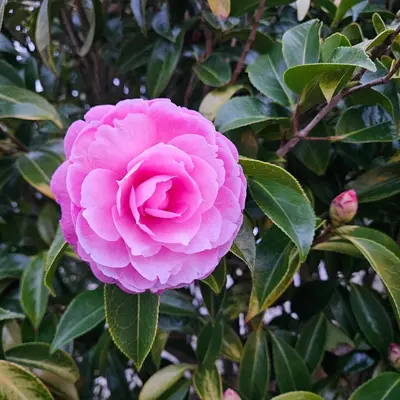 a pink flower on a bush with green leaves at Luxury Seaview, Modern, 6 beds in Mevagissey