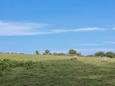two sheep grazing in a field of grass at The Dairy in Liskeard