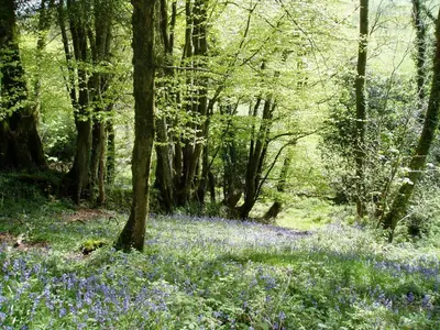 a wooded area with bluebells and trees at Tregondale Manor Farm in Liskeard