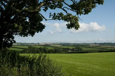 a green field with a tree in the foreground at Tregondale Manor Farm in Liskeard