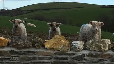 three sheep are standing over a stone wall at Tregondale Manor Farm in Liskeard