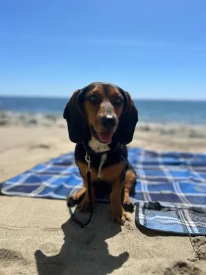 a dog sitting on a blanket on the beach at Thea Cottage in Perranuthnoe