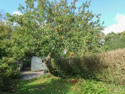 an apple tree with red apples growing on it at Apple Tree Cottage in Helston