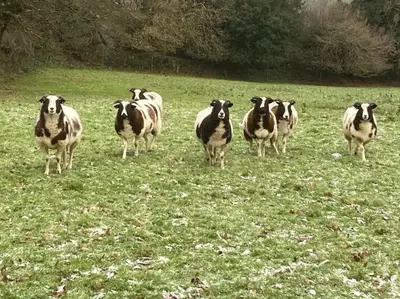 a herd of cows standing in a field at Little Barn in Bodmin