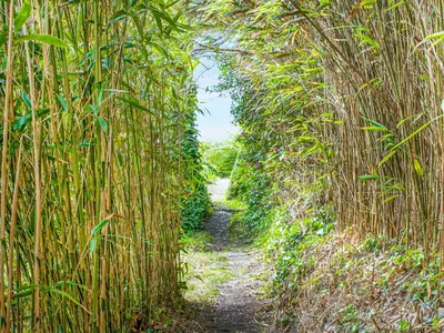 a path through a bamboo tunnel in a field at Lynwood in Boscastle