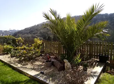 a garden with a palm tree and a fence at Gunnado in St Austell