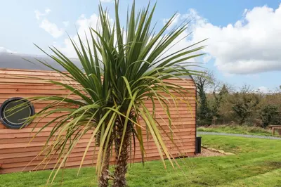 a palm tree in front of a wooden wall at The Palm in Truro