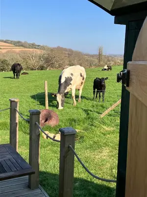 a group of cows grazing in a field of grass at Yurt in Hayle