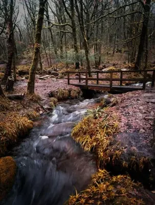 a wooden bridge over a stream in a forest at The Artists Studio in Saint Cleer