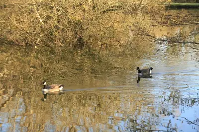 two ducks swimming in a body of water at Coach House St Wenn in Bodmin