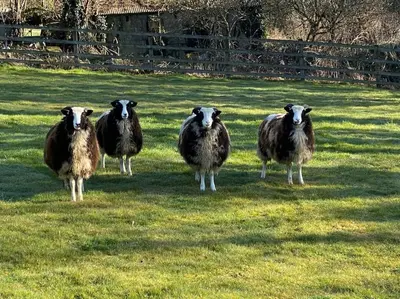 a group of sheep standing in a field at Coach House St Wenn in Bodmin