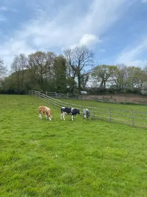 three cows grazing in a field of green grass at Coach House St Wenn in Bodmin