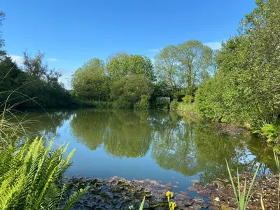 a view of a river with trees on the side at Court Cottage in Looe