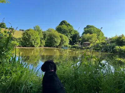 a black dog sitting in front of a lake at Court Cottage in Looe