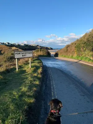 a dog walking down a road next to a sign at The Lookout in Padstow