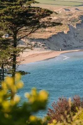a view of a beach with a tree and the ocean at Apartment Sea Views 5 mins Walk to Fistral in Newquay